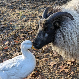 Why Sheep Farming