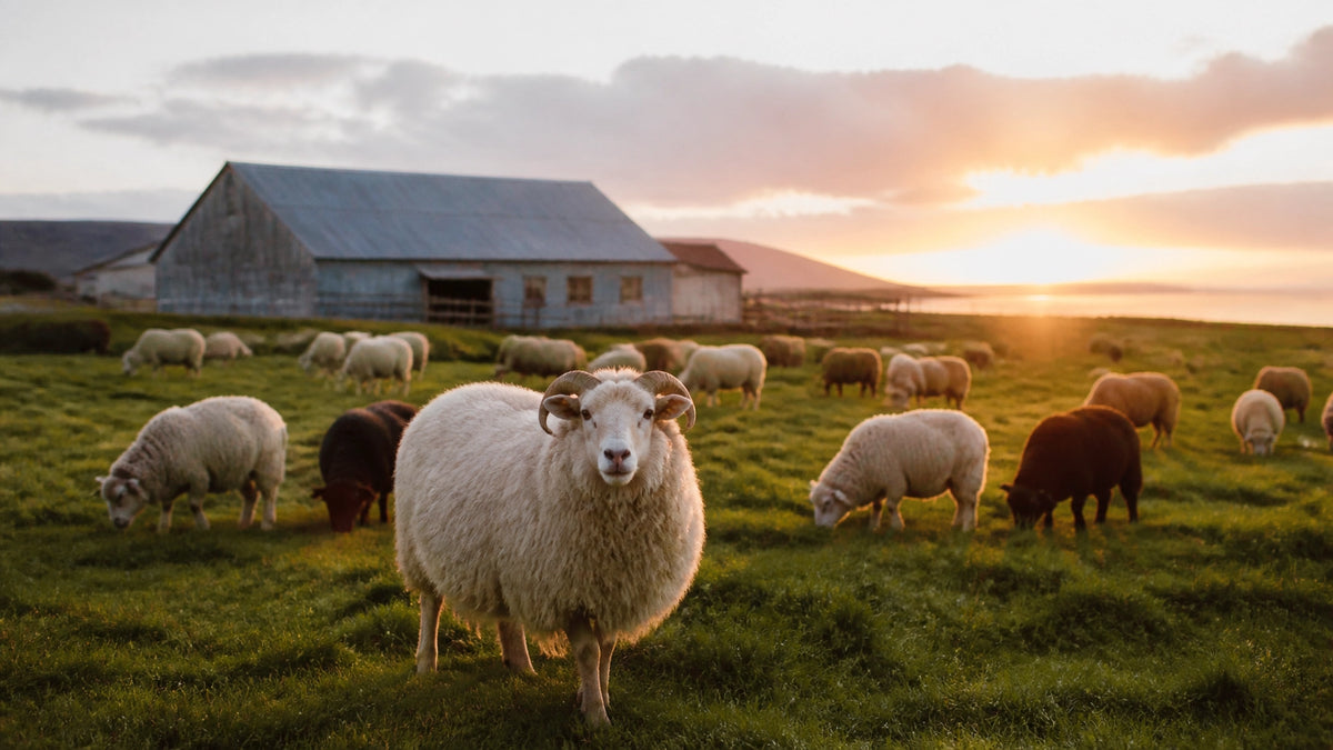 Why Big Beauty Is Quietly Investing in Sheep's Milk (And What That Means for Your Bathroom Shelf)
