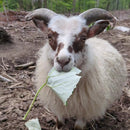 Handmade Icelandic Wool Skull Cap – Natural Warm Winter Beanie Hat