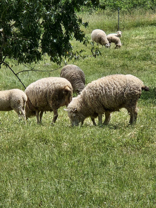 Wool Dish Sponges ~ Climate Beneficial™