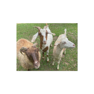 Goats and Sheep Jigsaw puzzle