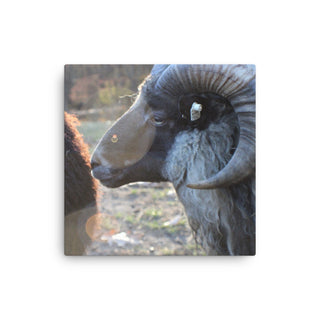 Icelandic Ram - Thin canvas